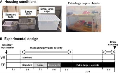 Enlarged housing space and increased spatial complexity enhance hippocampal neurogenesis but do not increase physical activity in mice